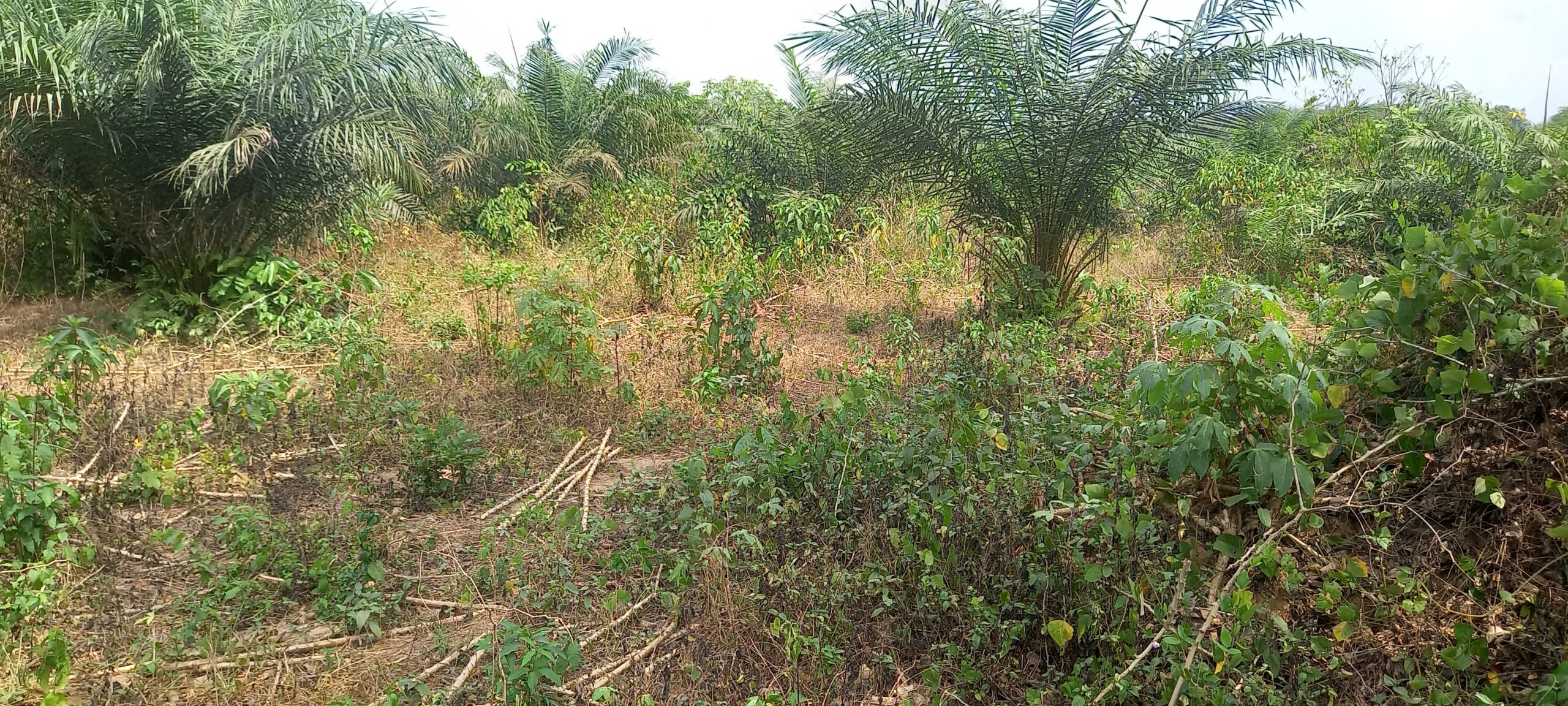 TERRAIN APPROUVÉ A SIKENSI